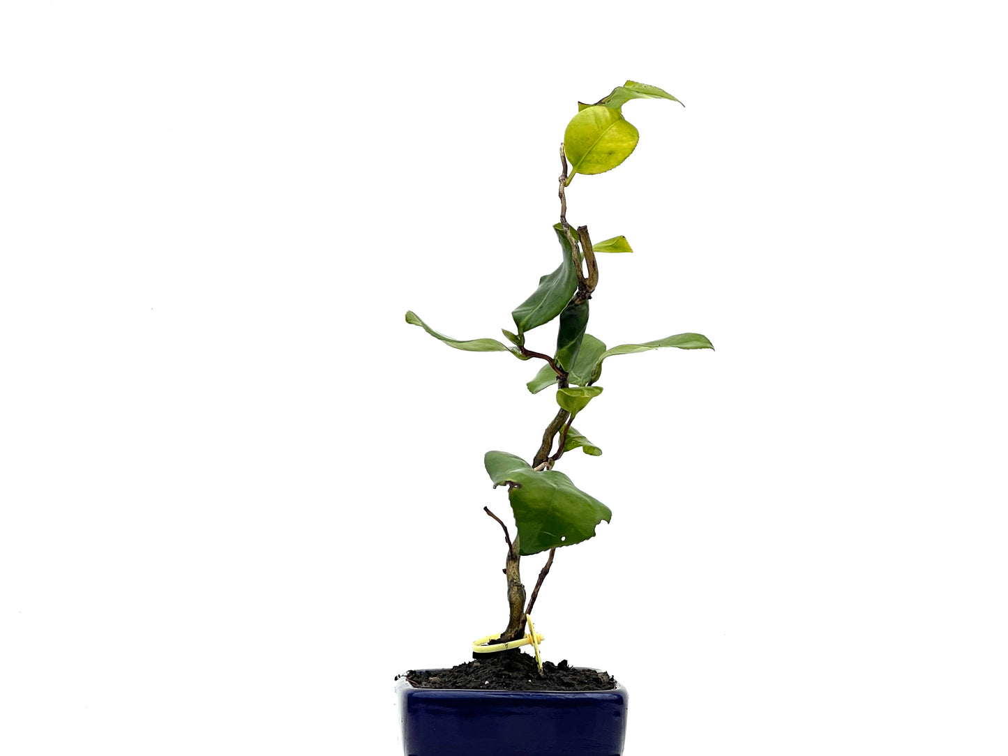 Camelia Japonica 3588