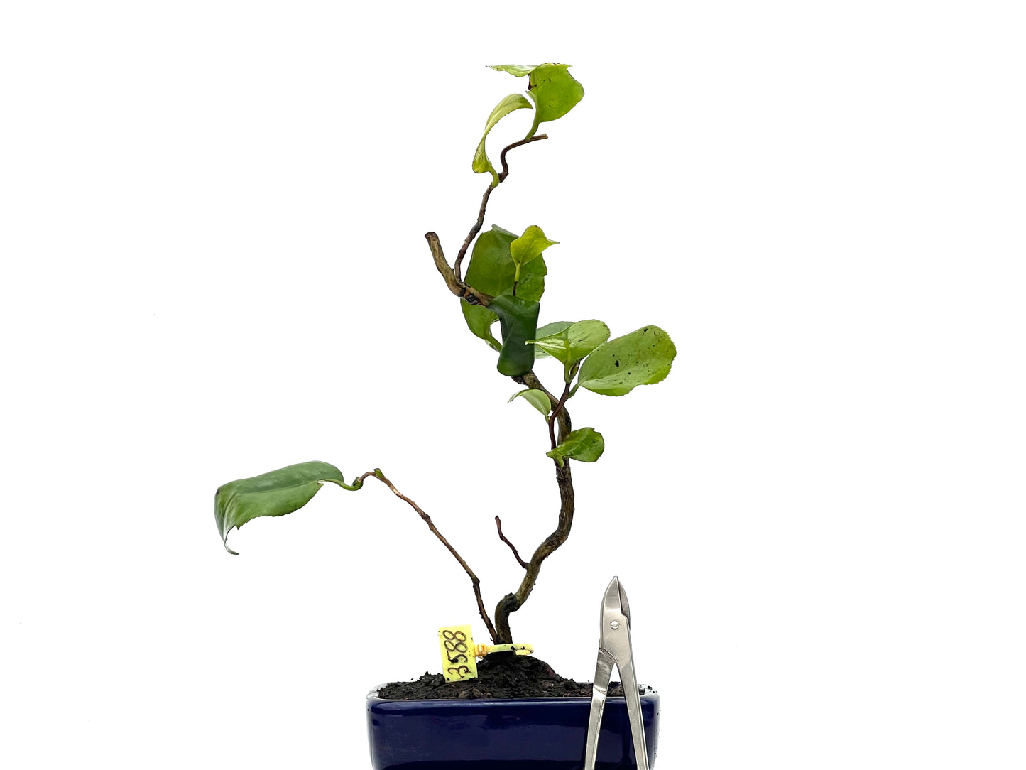 Camelia Japonica 3588