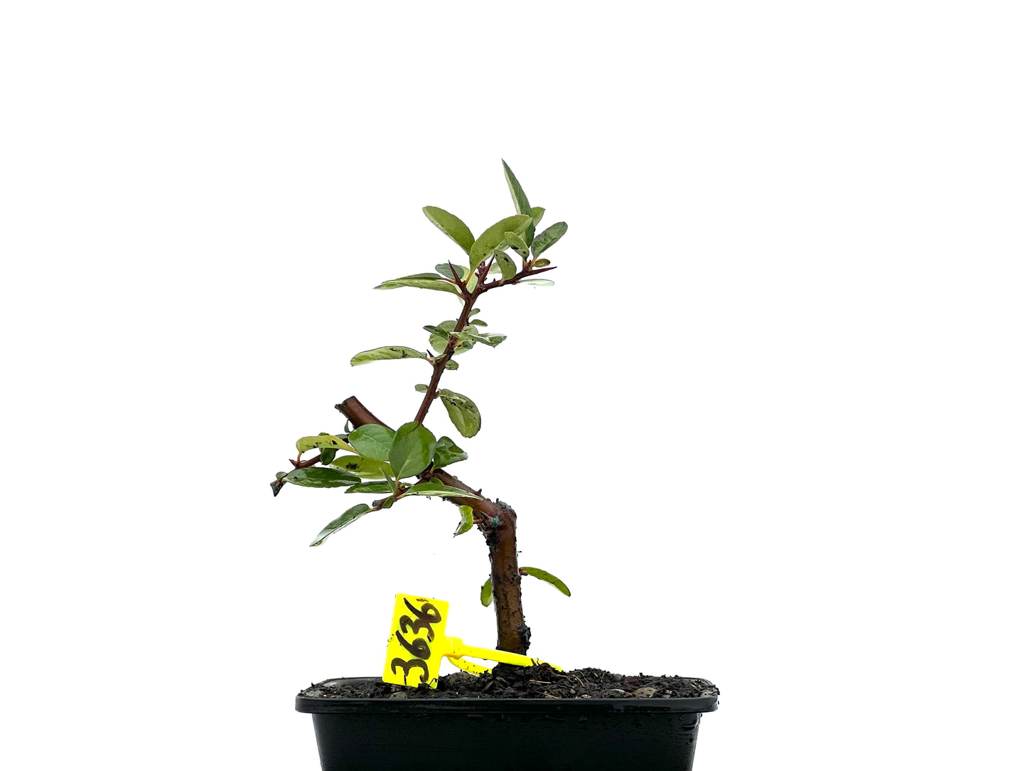 Pyracantha 3636