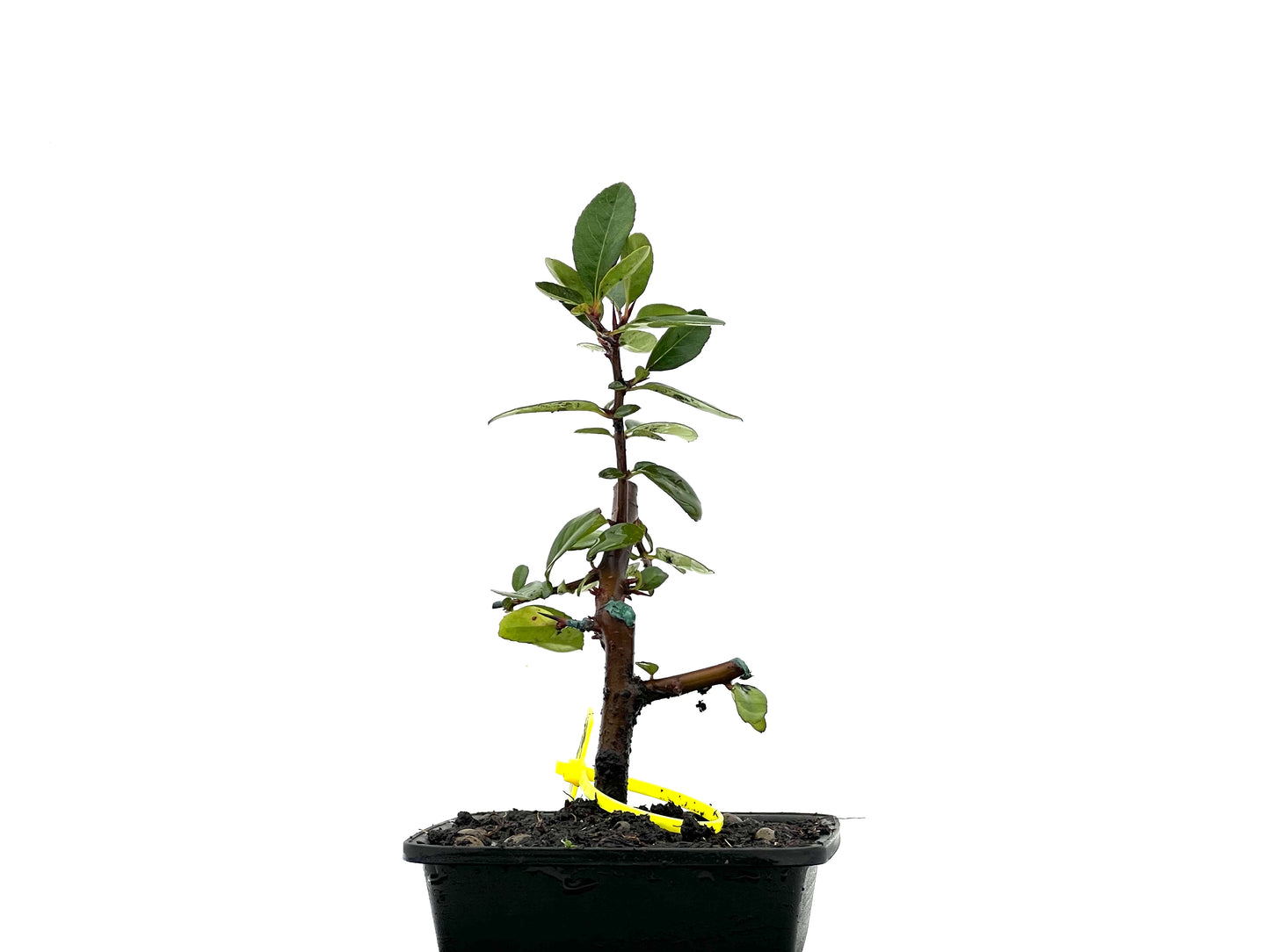 Pyracantha 3636
