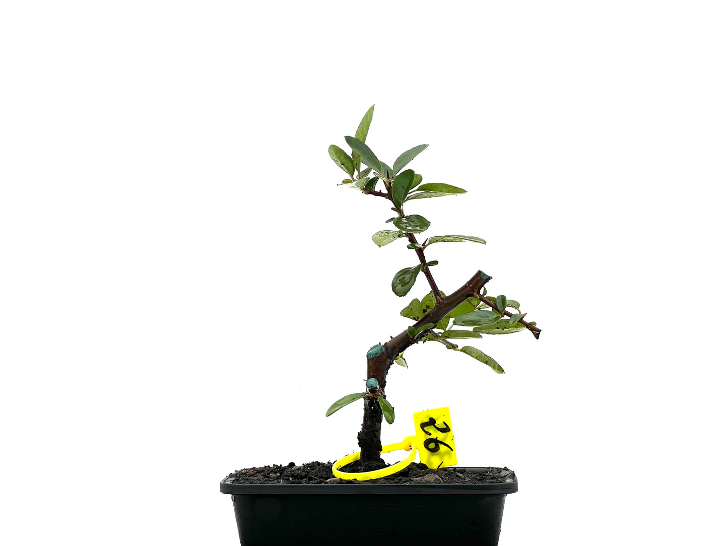 Pyracantha 3636