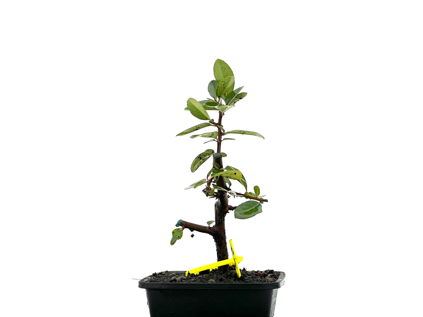 Pyracantha 3636