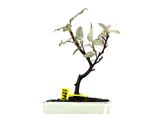 Eleagnus Pungens 3623