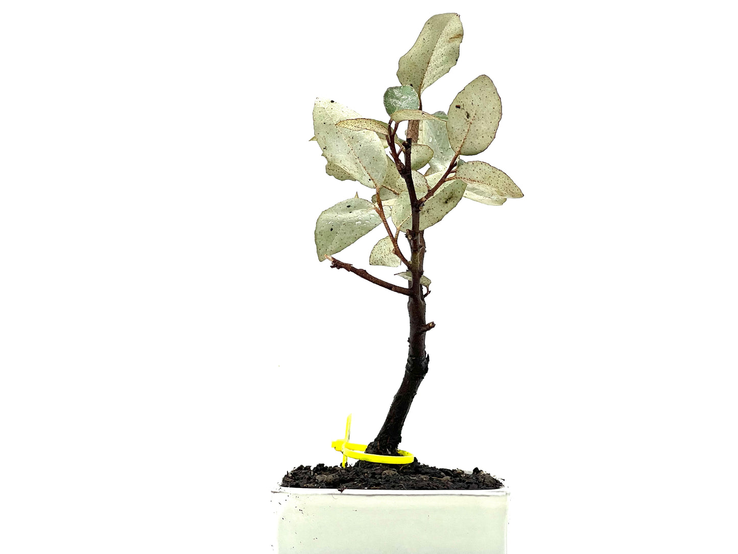 Eleagnus Pungens 3623