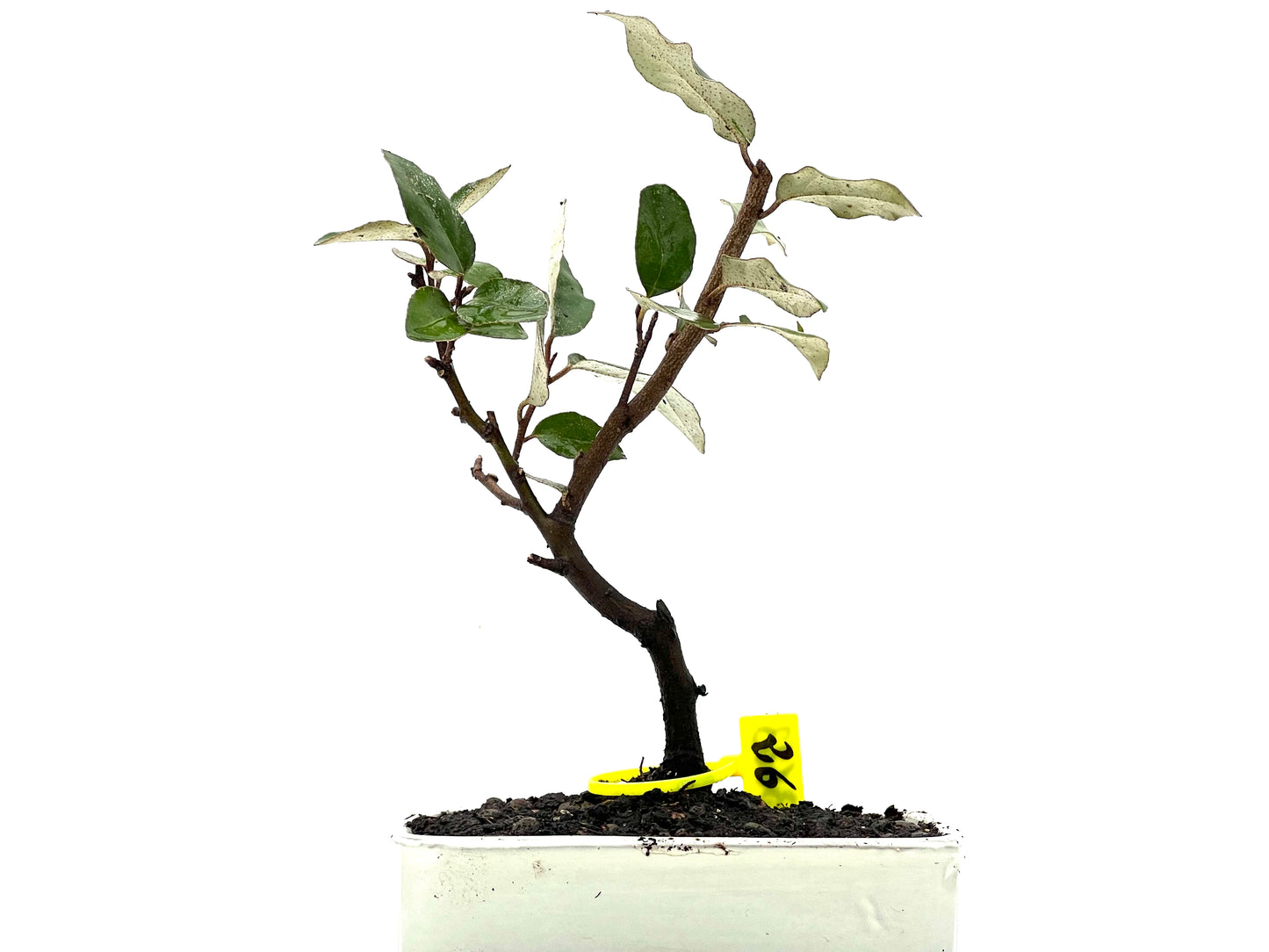 Eleagnus Pungens 3623