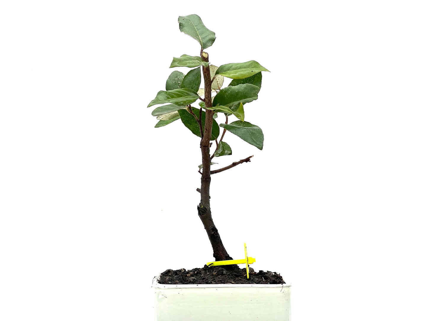 Eleagnus Pungens 3623