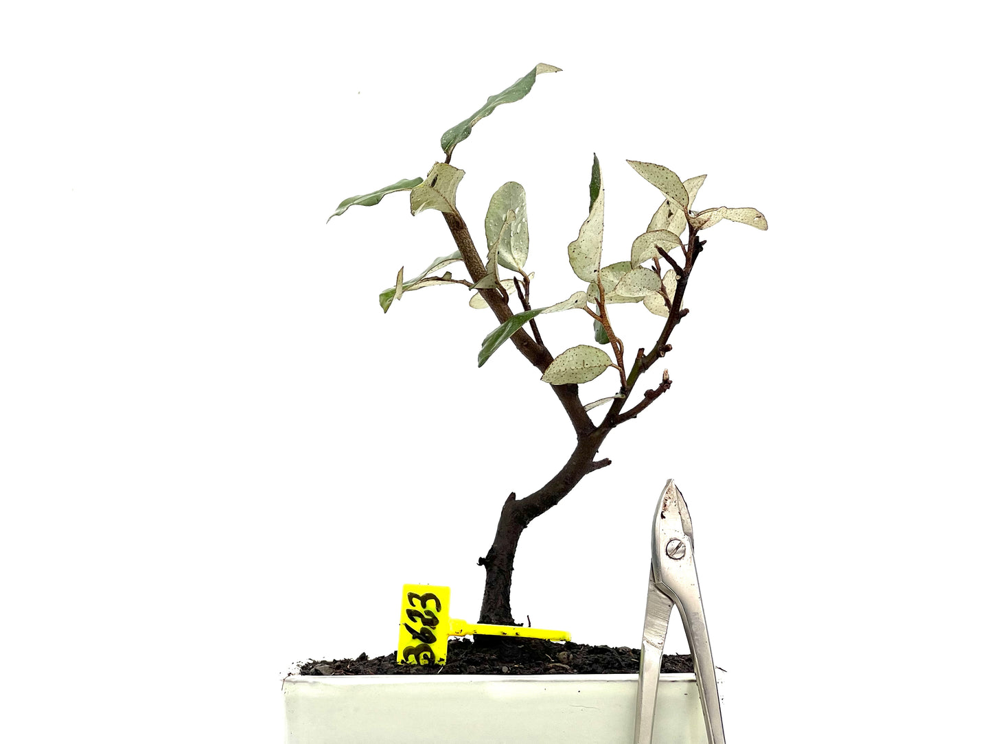 Eleagnus Pungens 3623