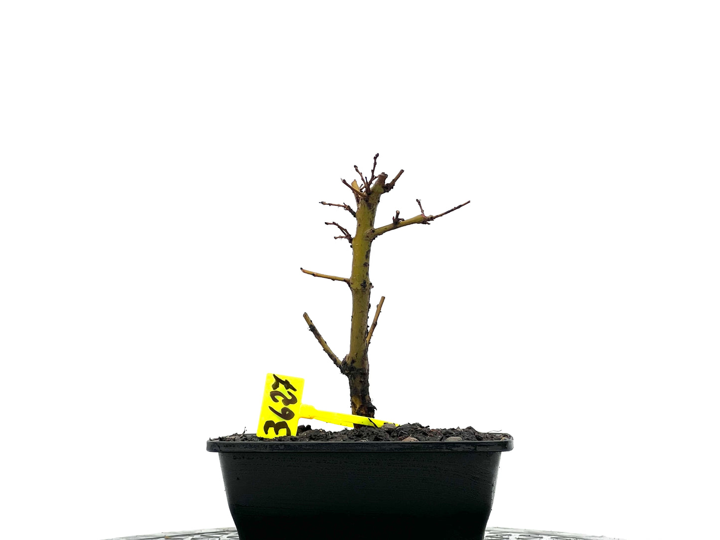 Ulmus Minor 3627