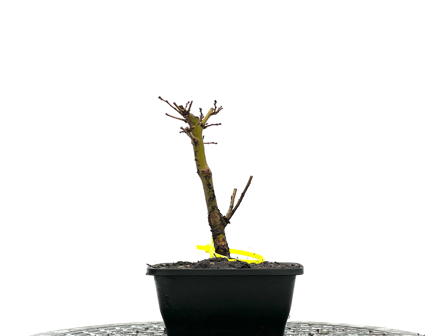 Ulmus Minor 3627