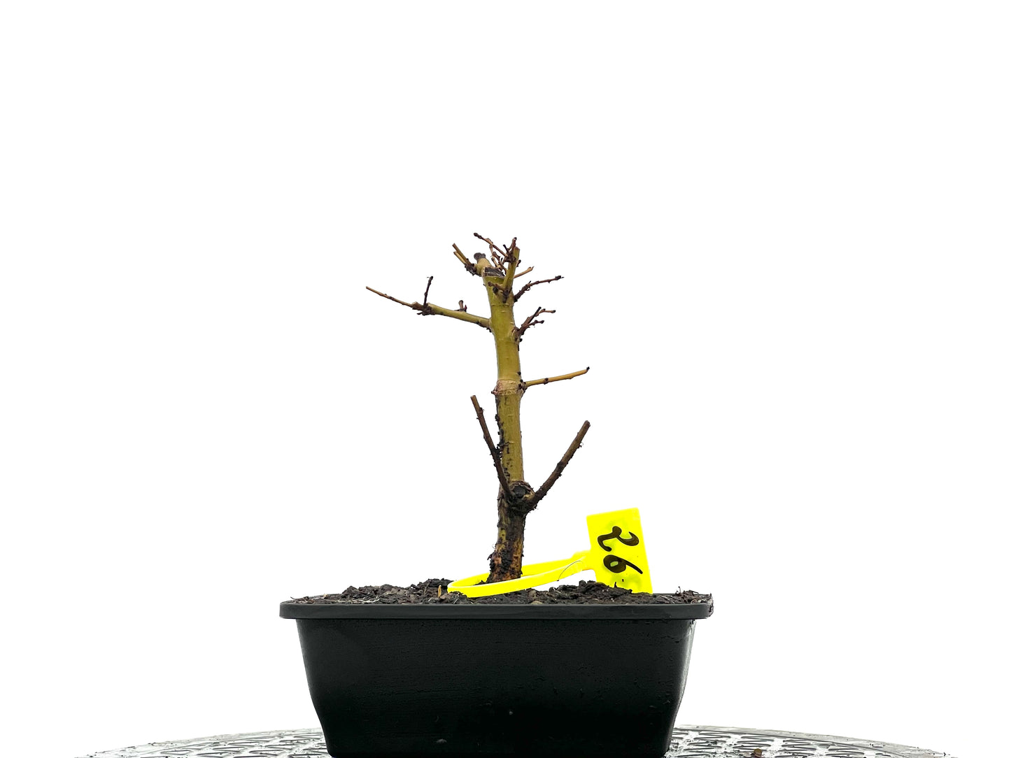 Ulmus Minor 3627
