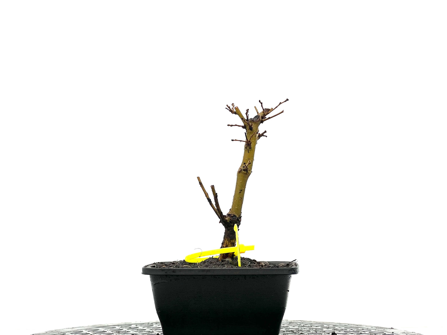 Ulmus Minor 3627