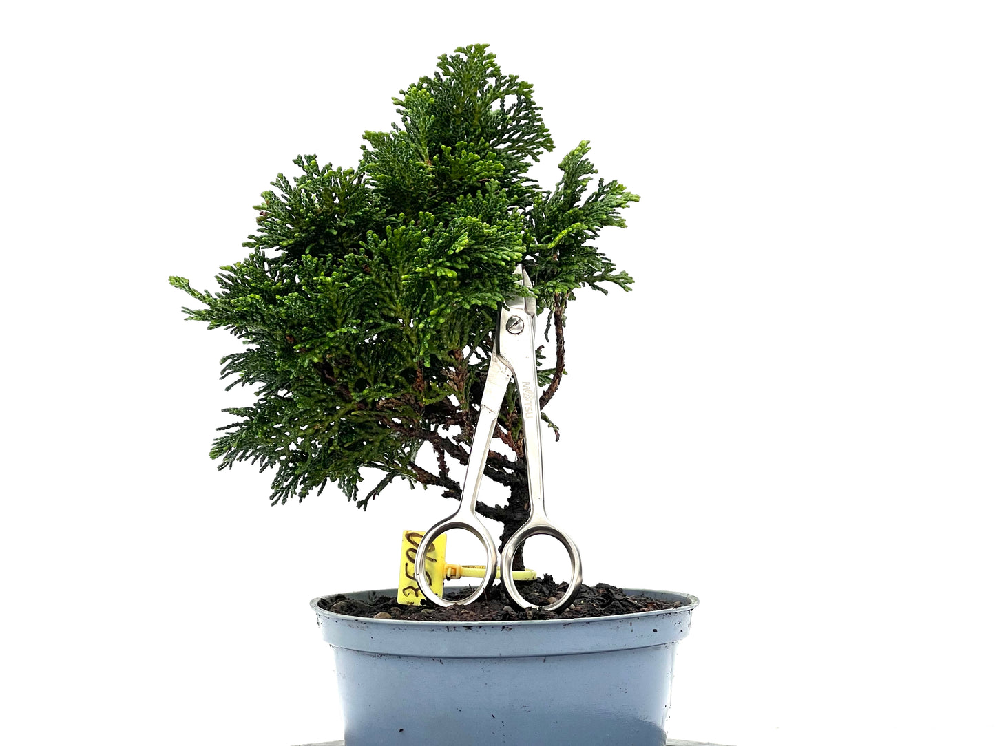 Chamaecyparis Obtusa Nana 3590