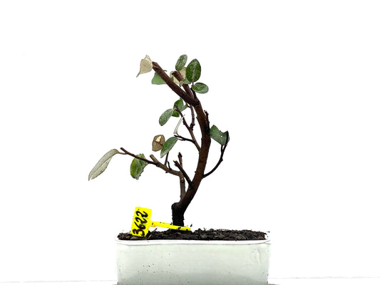 Eleagnus Pungens 3622