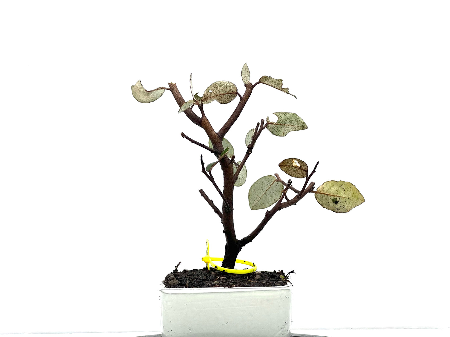 Eleagnus Pungens 3622