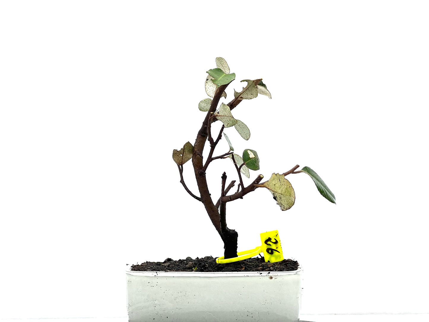 Eleagnus Pungens 3622