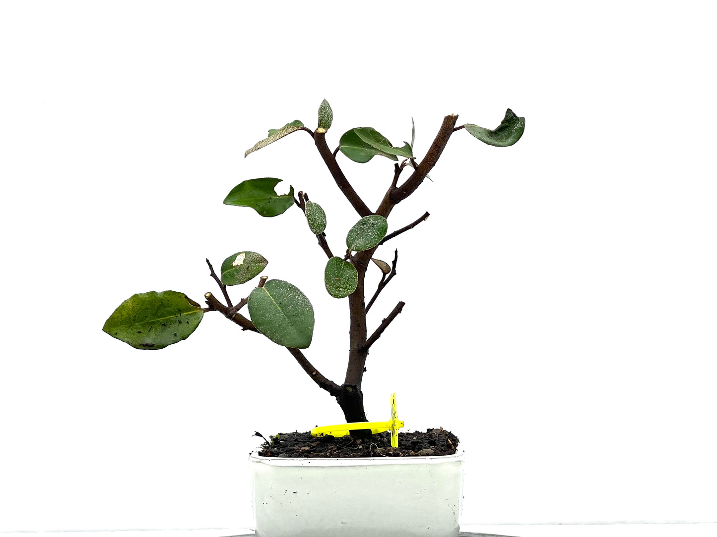Eleagnus Pungens 3622