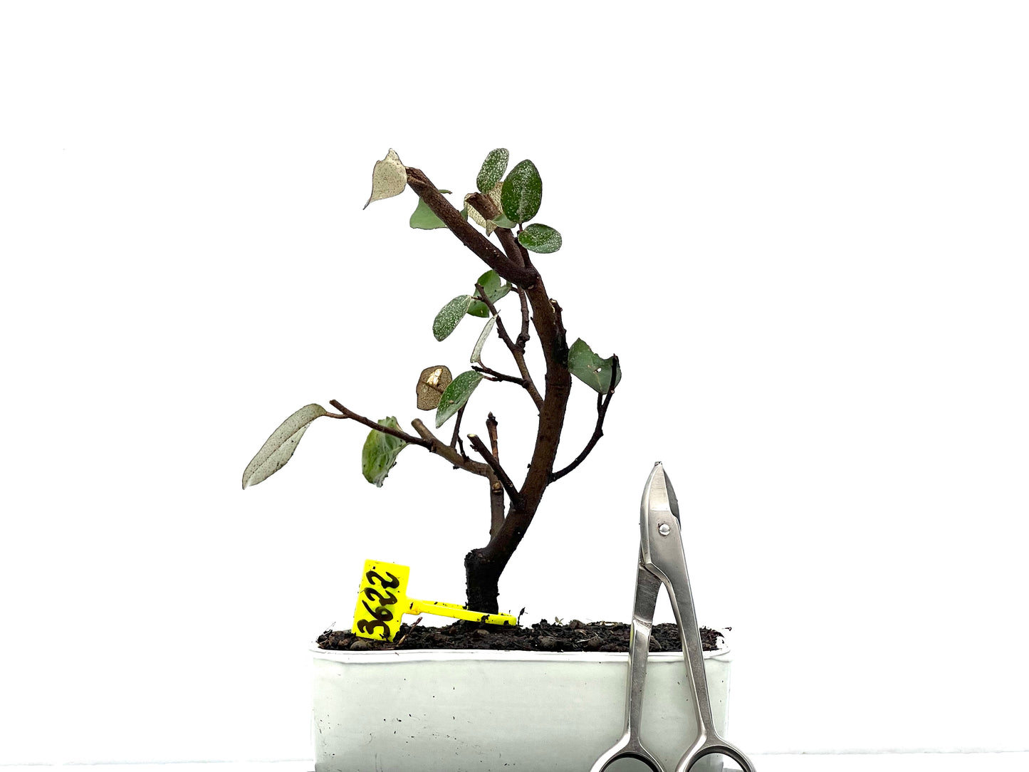 Eleagnus Pungens 3622