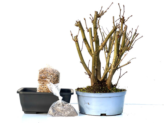 BohePack - Corylus Avellana