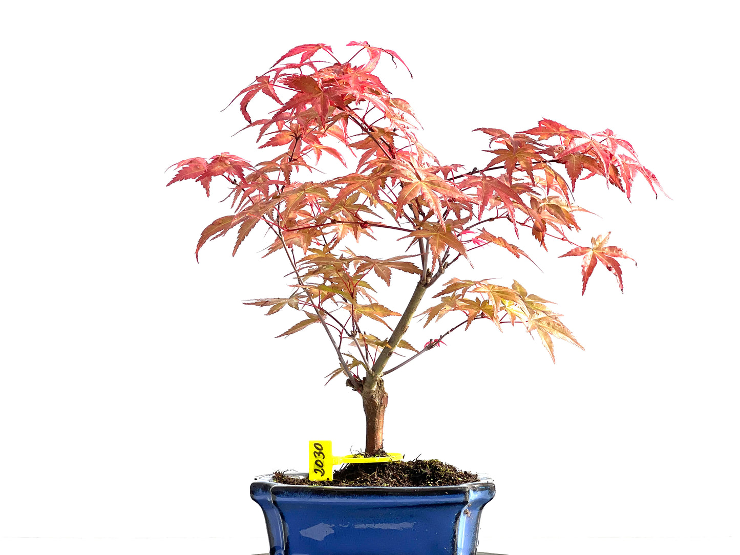 Acer Palmatum Deshojo 2030
