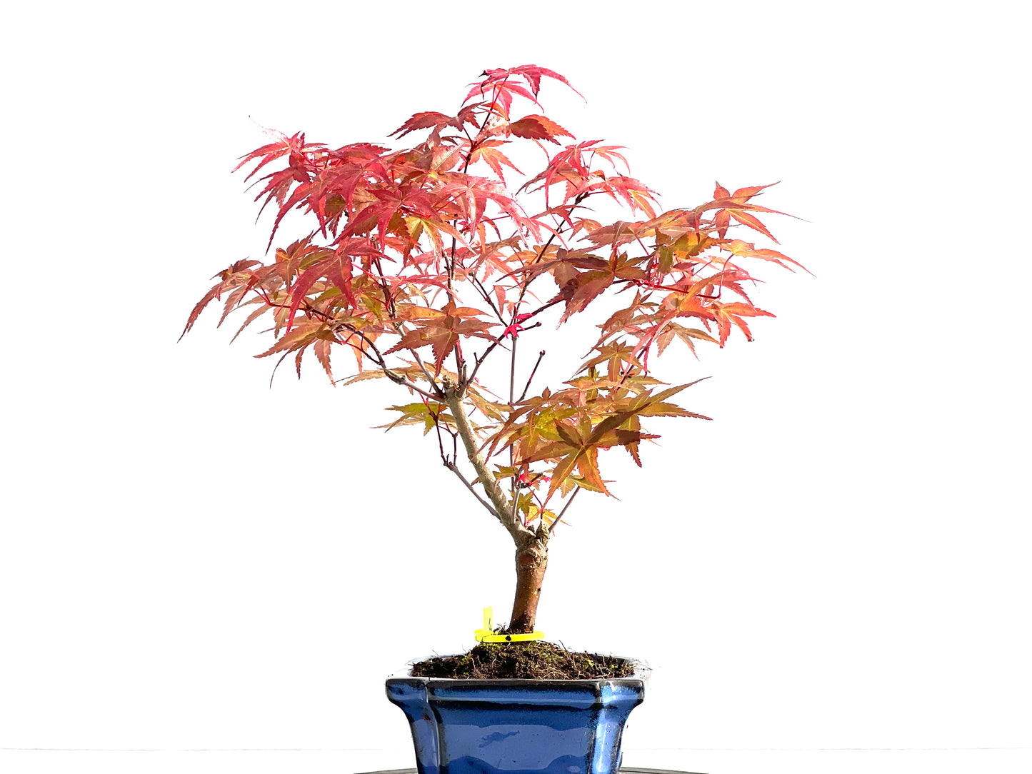Acer Palmatum Deshojo 2030