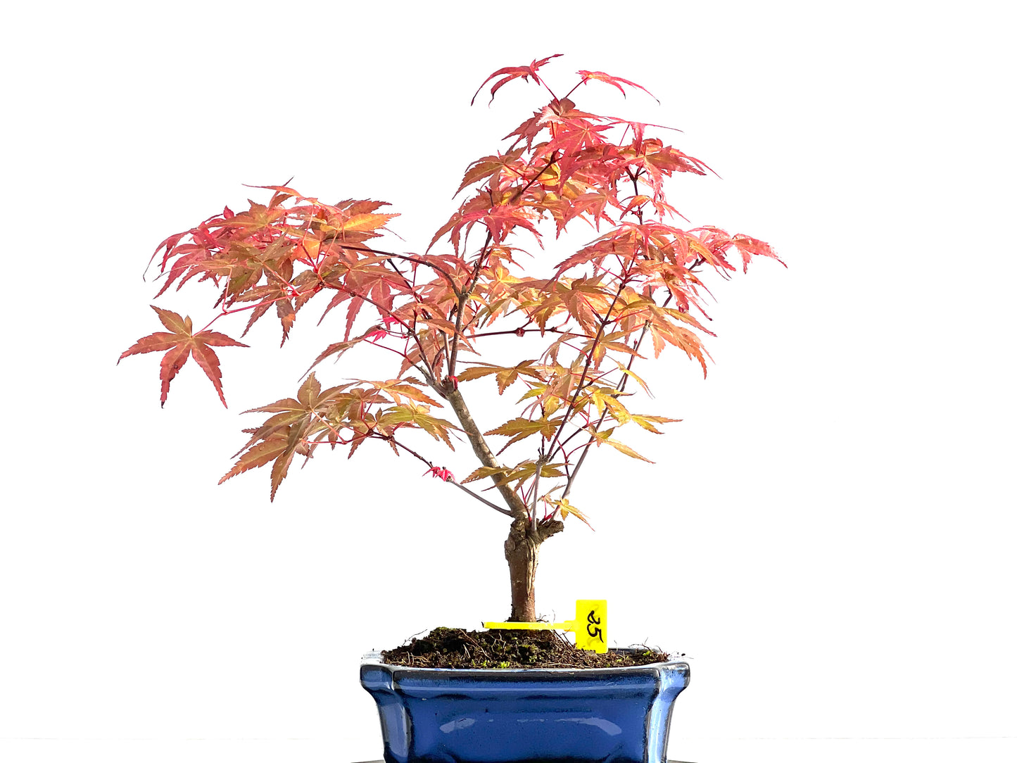 Acer Palmatum Deshojo 2030