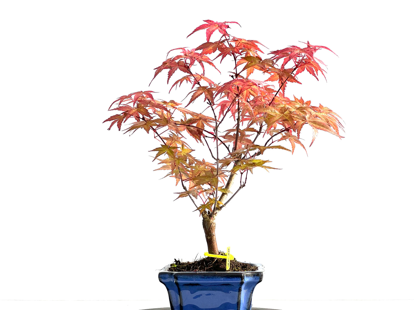 Acer Palmatum Deshojo 2030