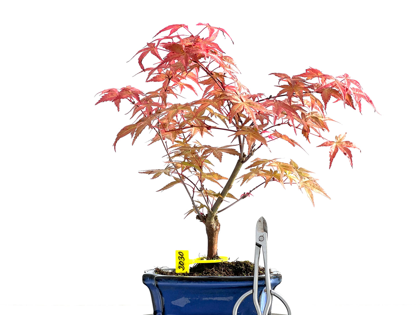 Acer Palmatum Deshojo 2030