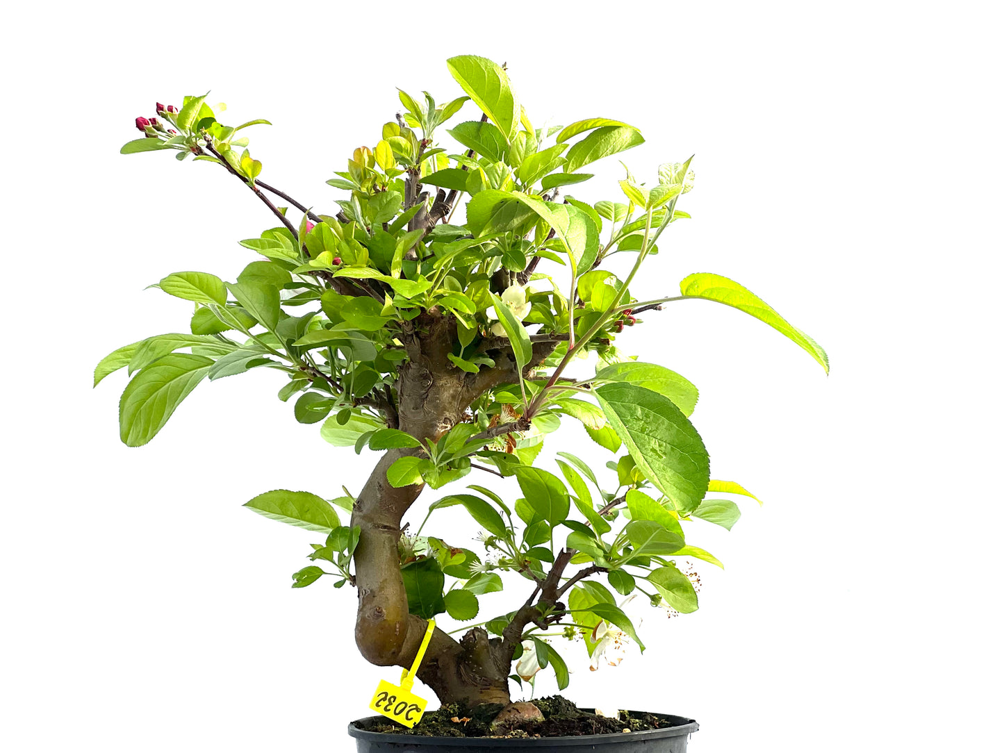 Malus 2032
