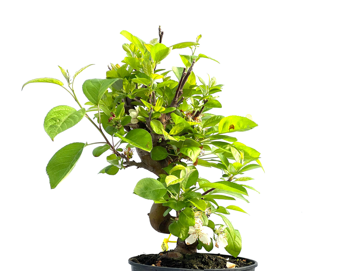 Malus 2032
