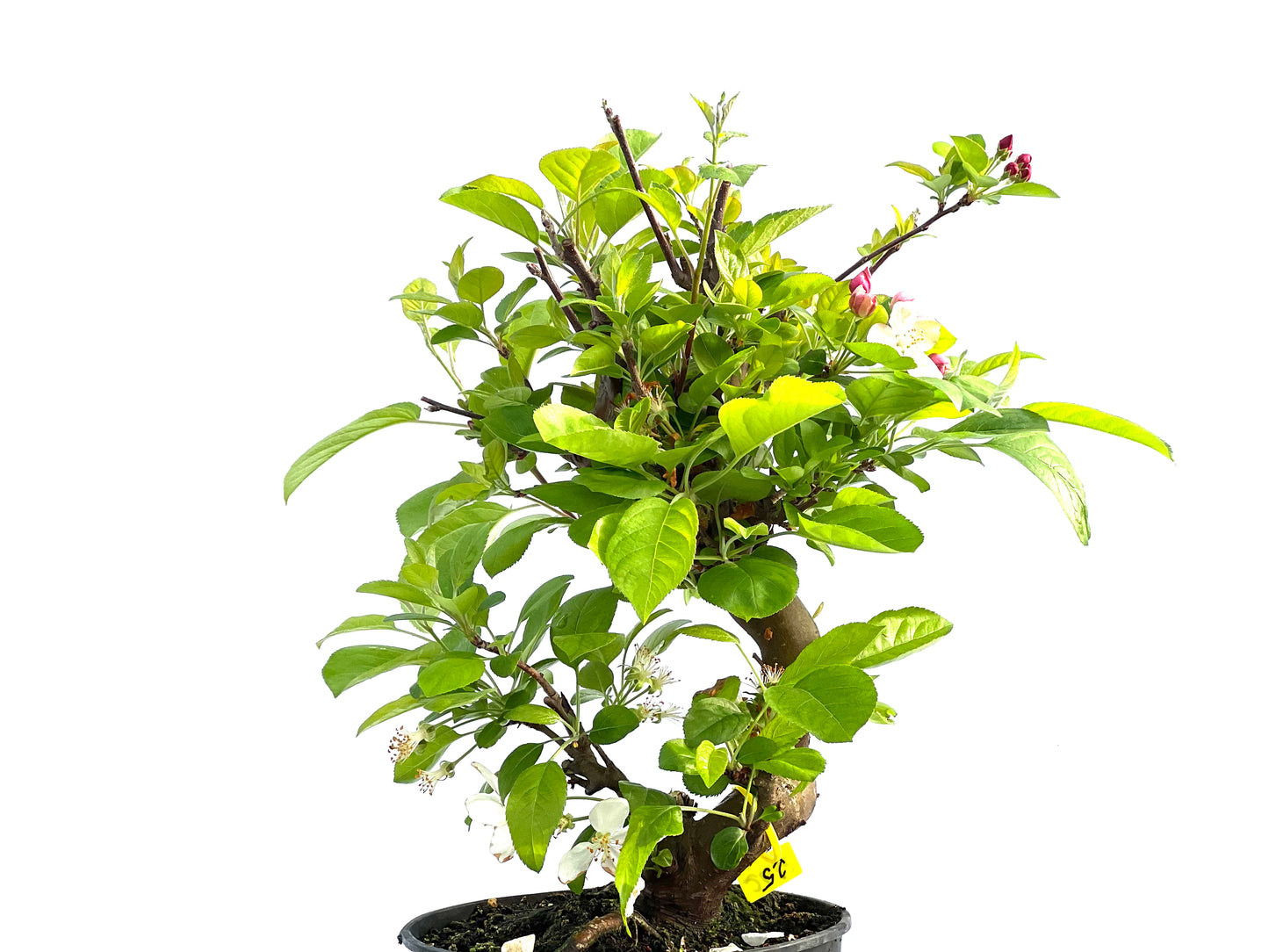 Malus 2032