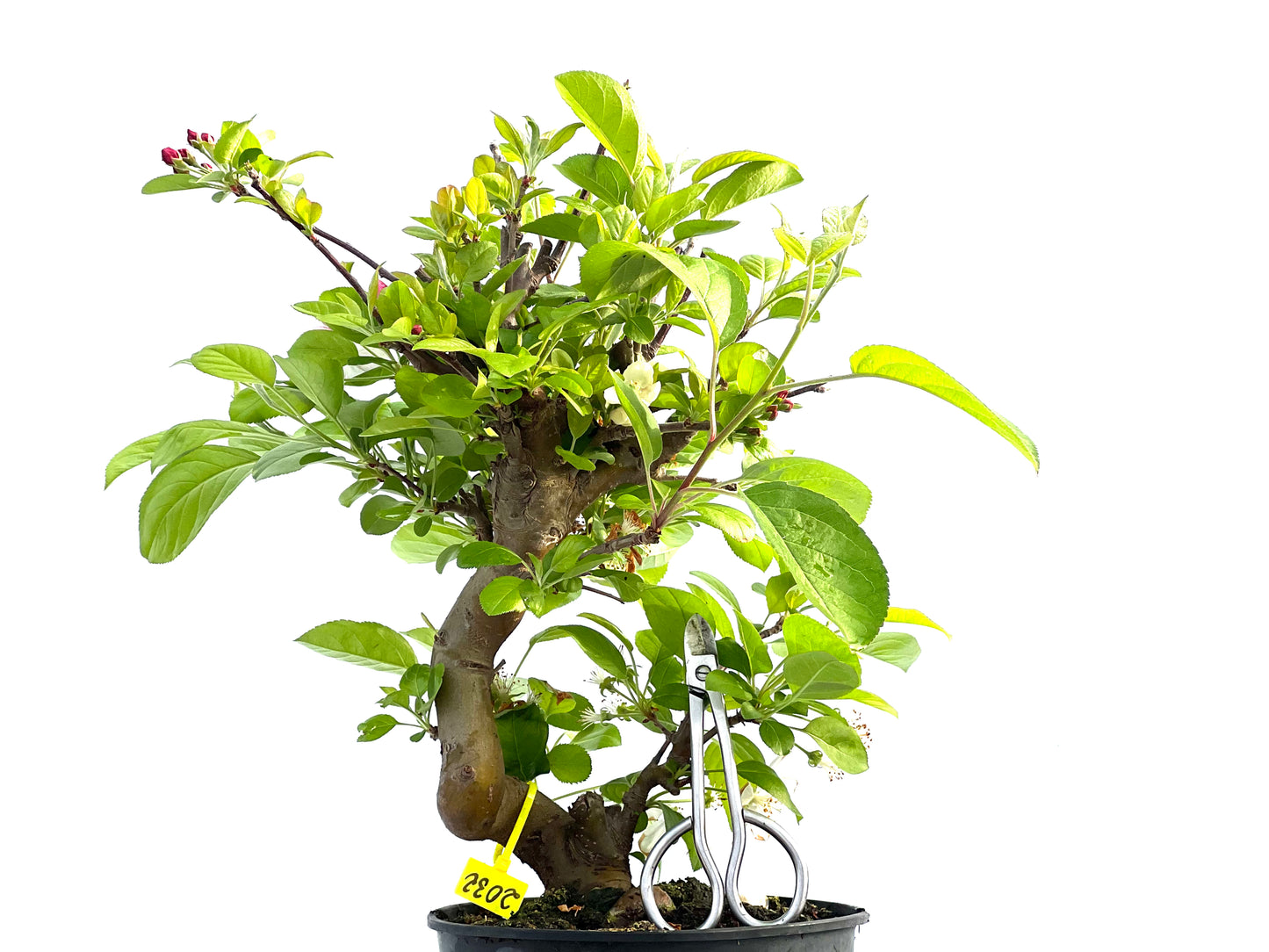 Malus 2032