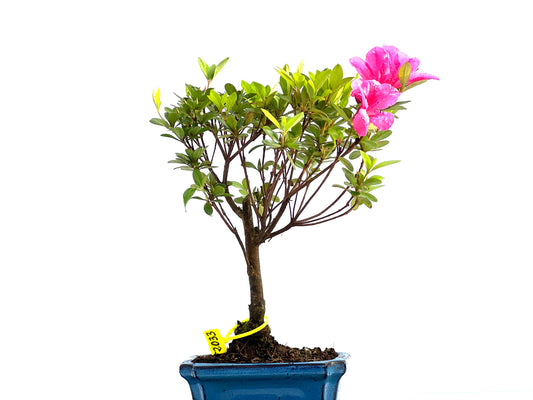Rhododendrum Indicum 2033
