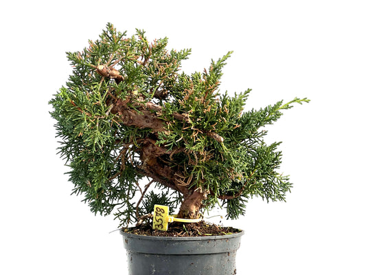 Juniperus Chinensis Kyushu 3578