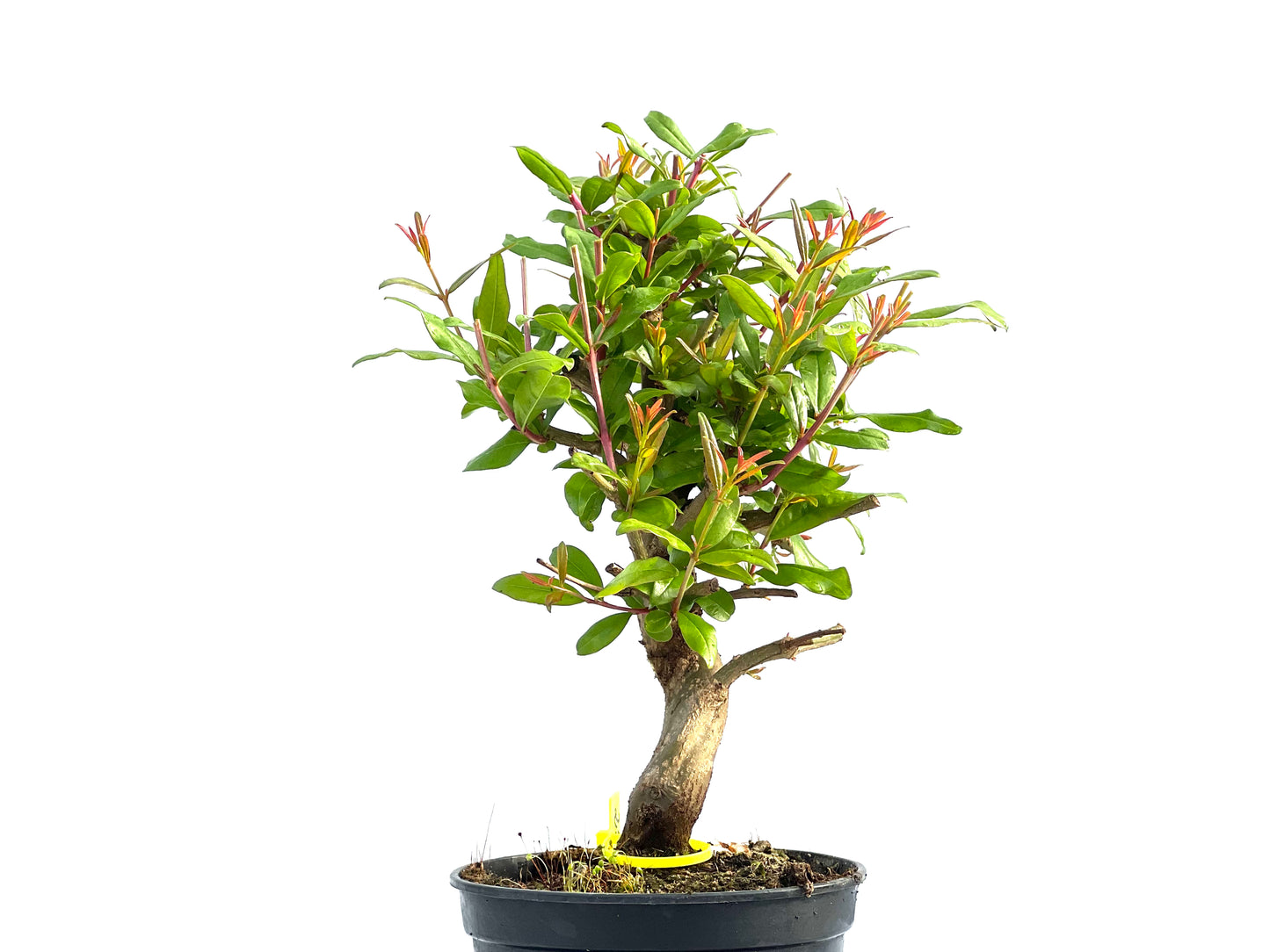 Punica Granatum Nejikan 2034