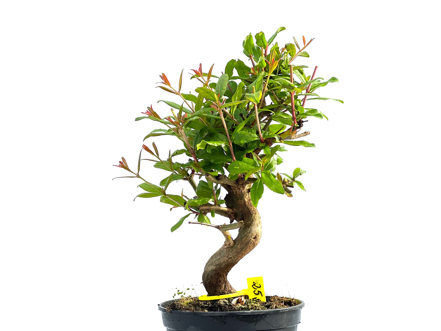 Punica Granatum Nejikan 2034
