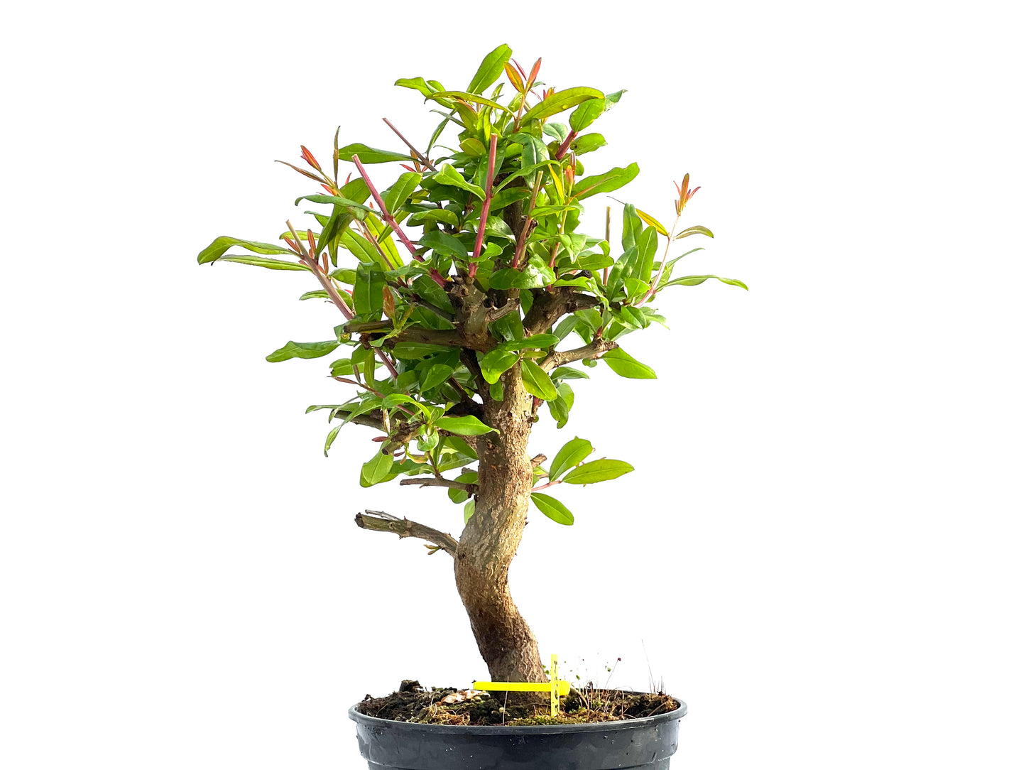 Punica Granatum Nejikan 2034