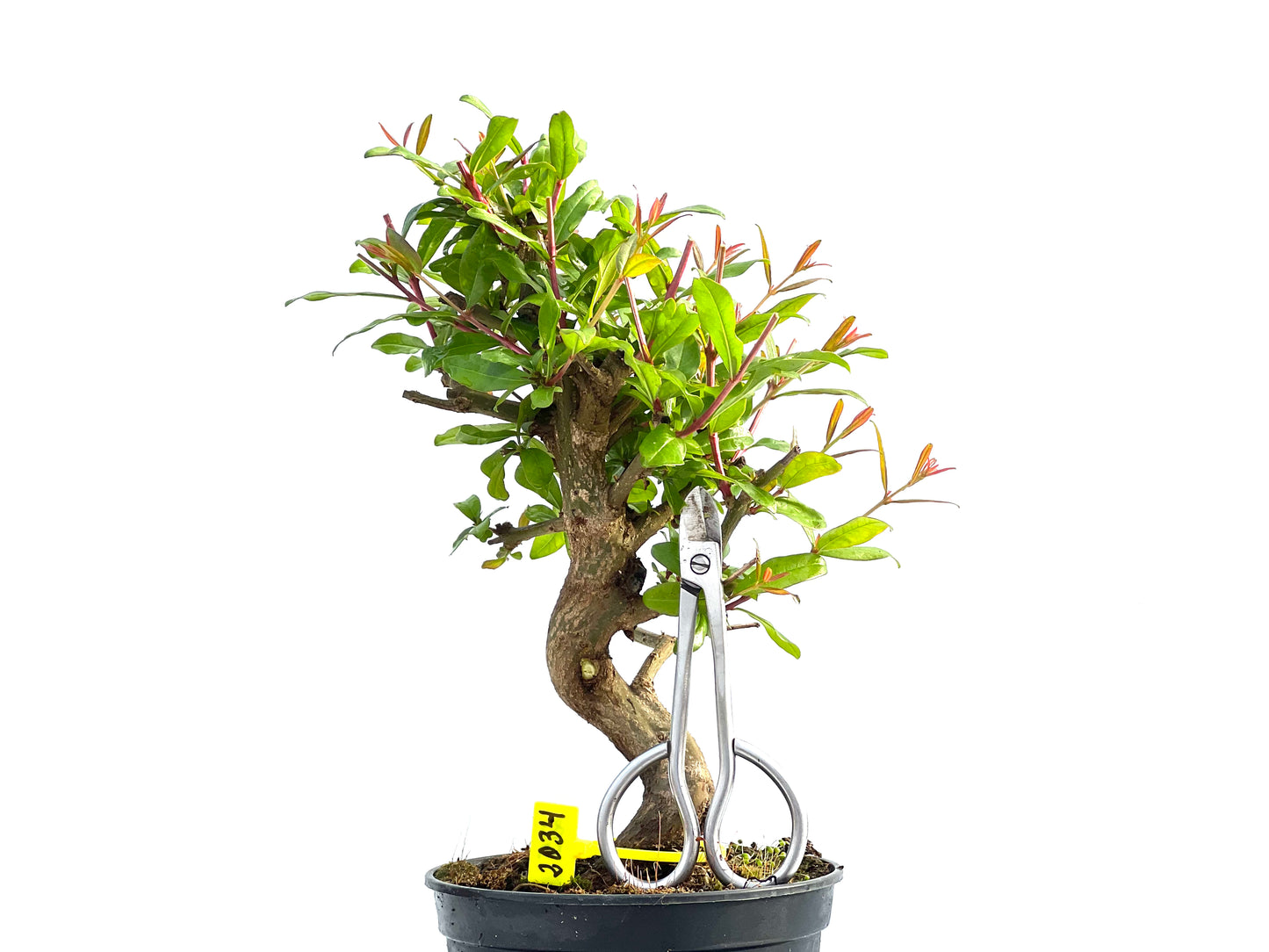 Punica Granatum Nejikan 2034
