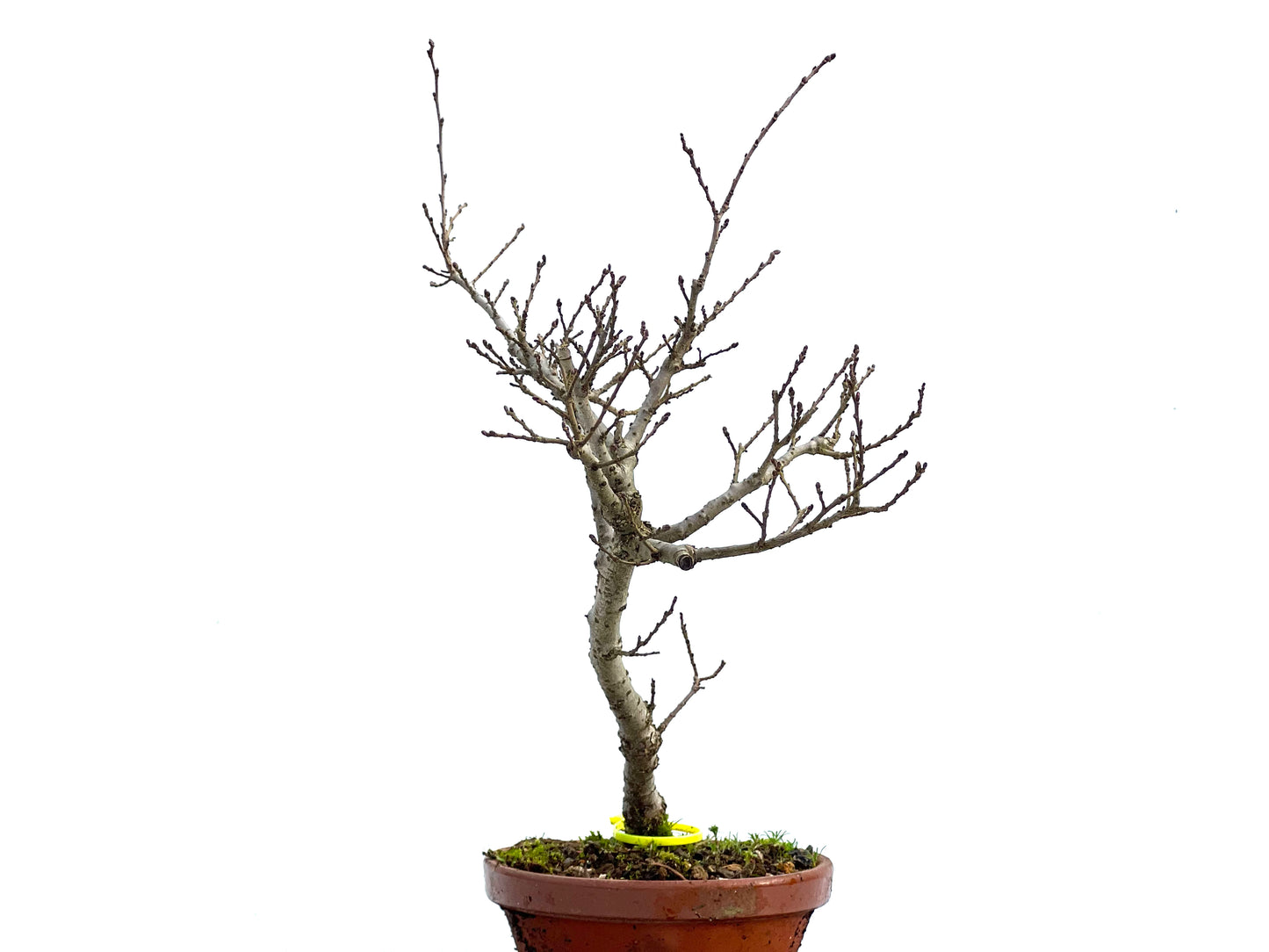 Olmo Nire Keyaki 3596