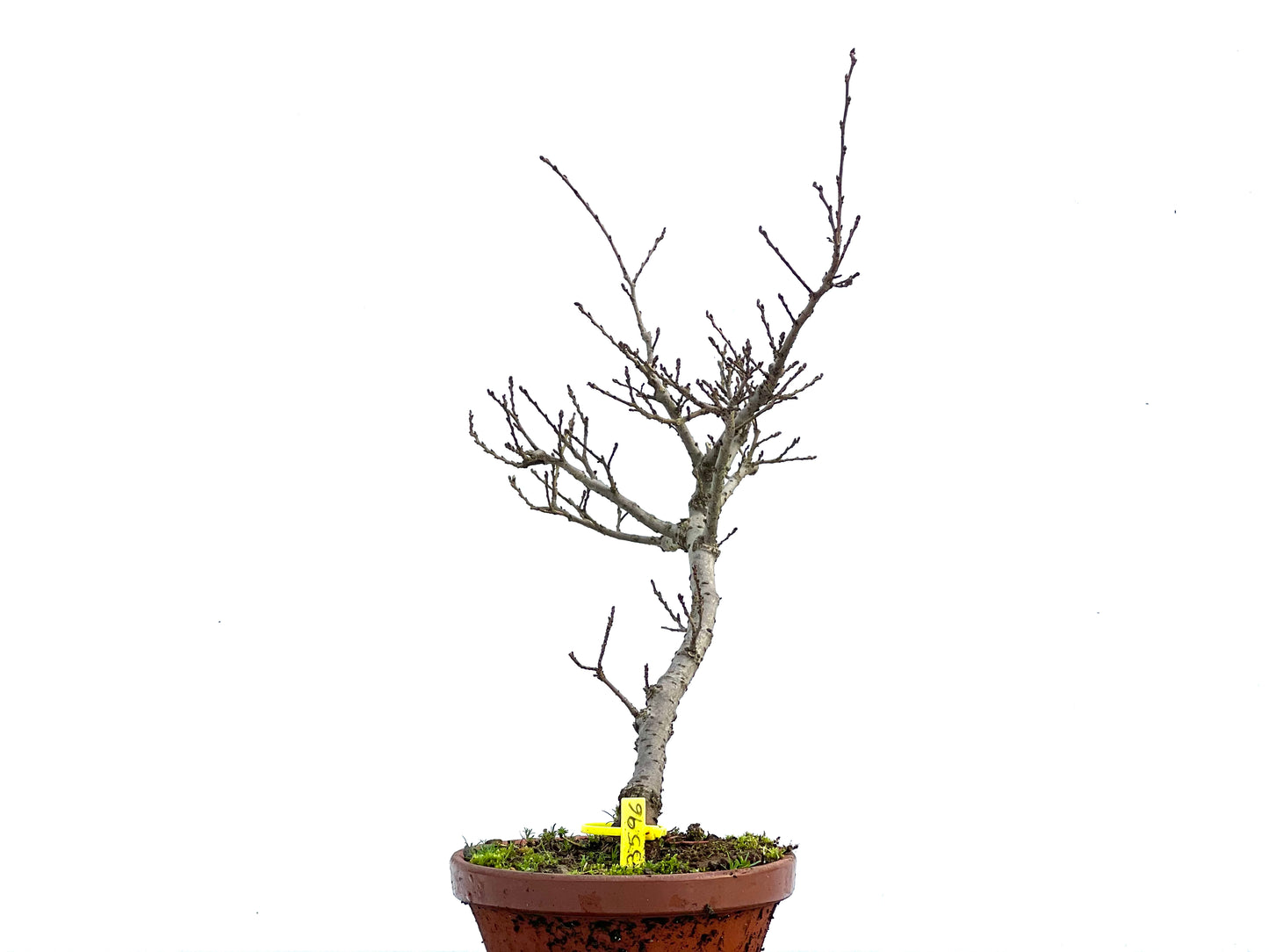 Olmo Nire Keyaki 3596