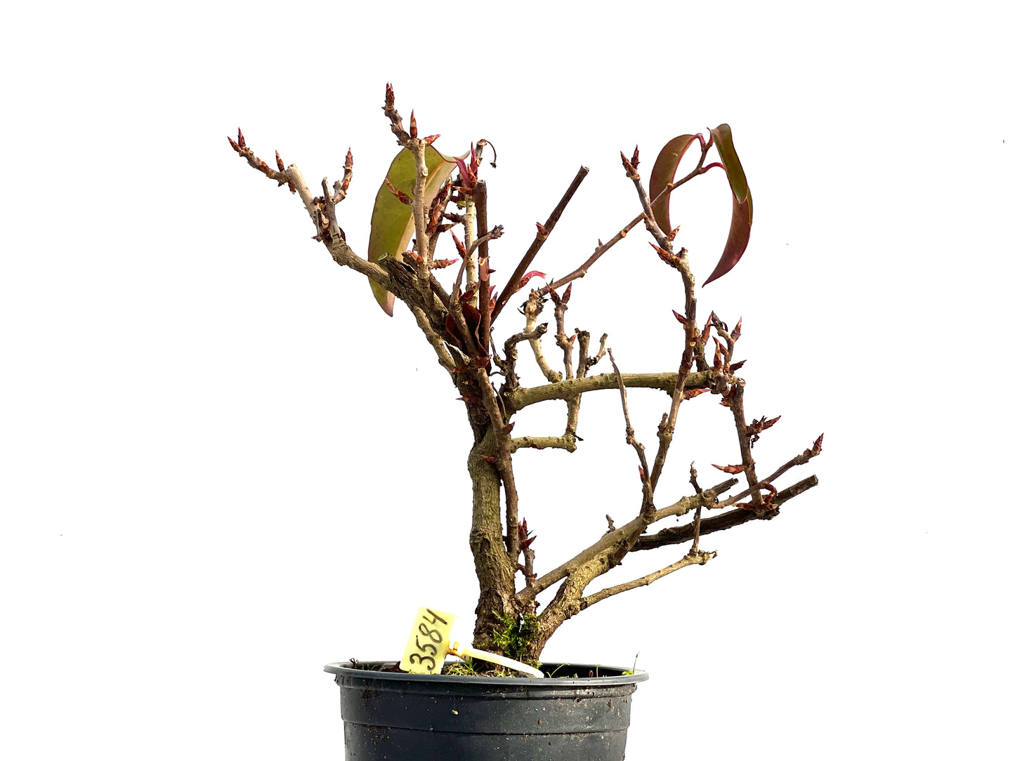Kadsura Japonica 3584
