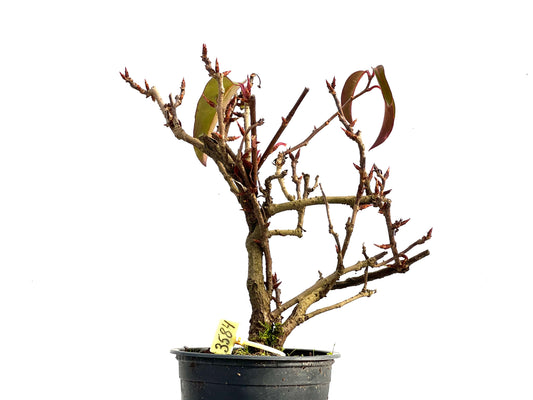 Kadsura Japonica 3584