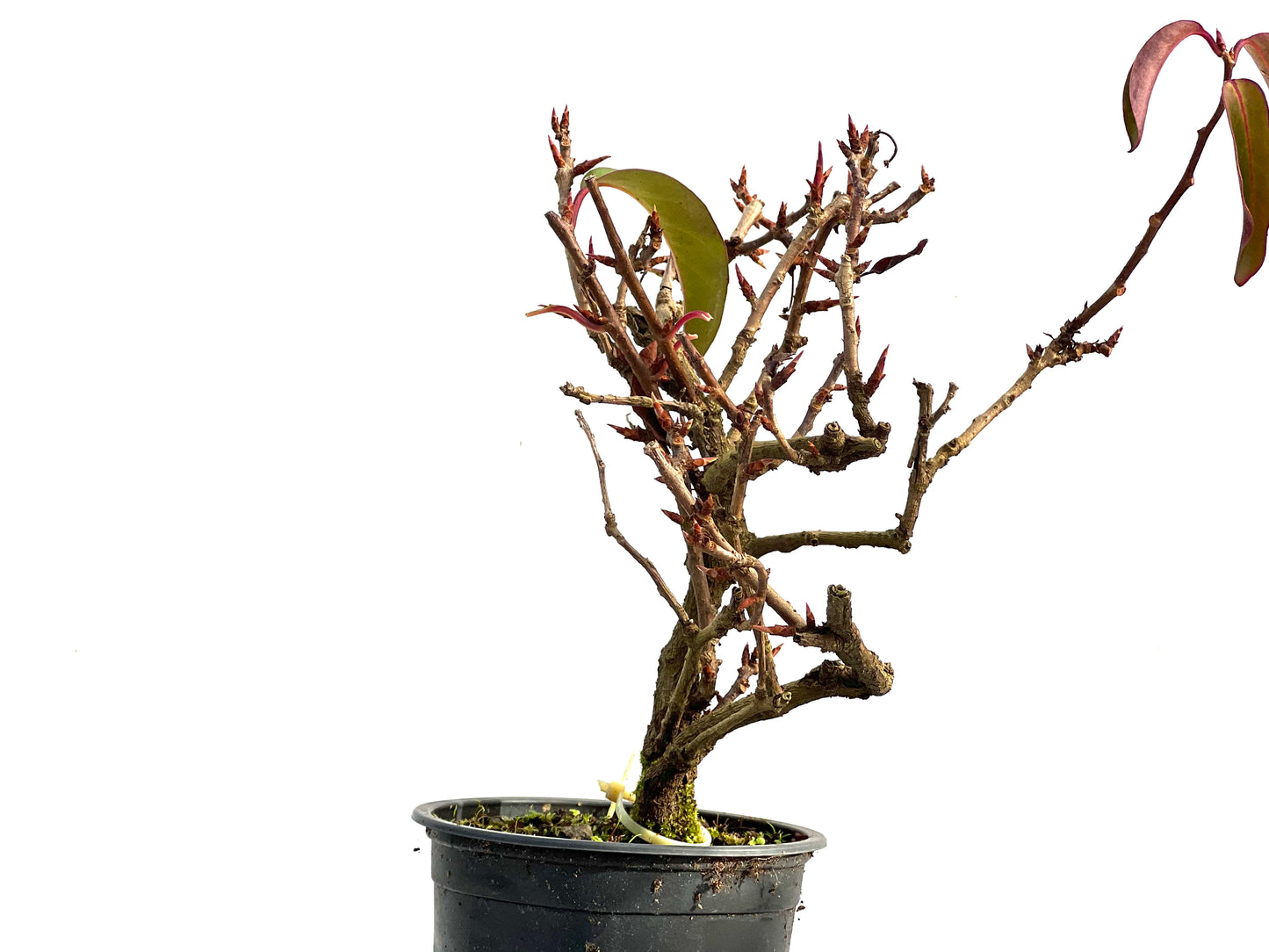 Kadsura Japonica 3584