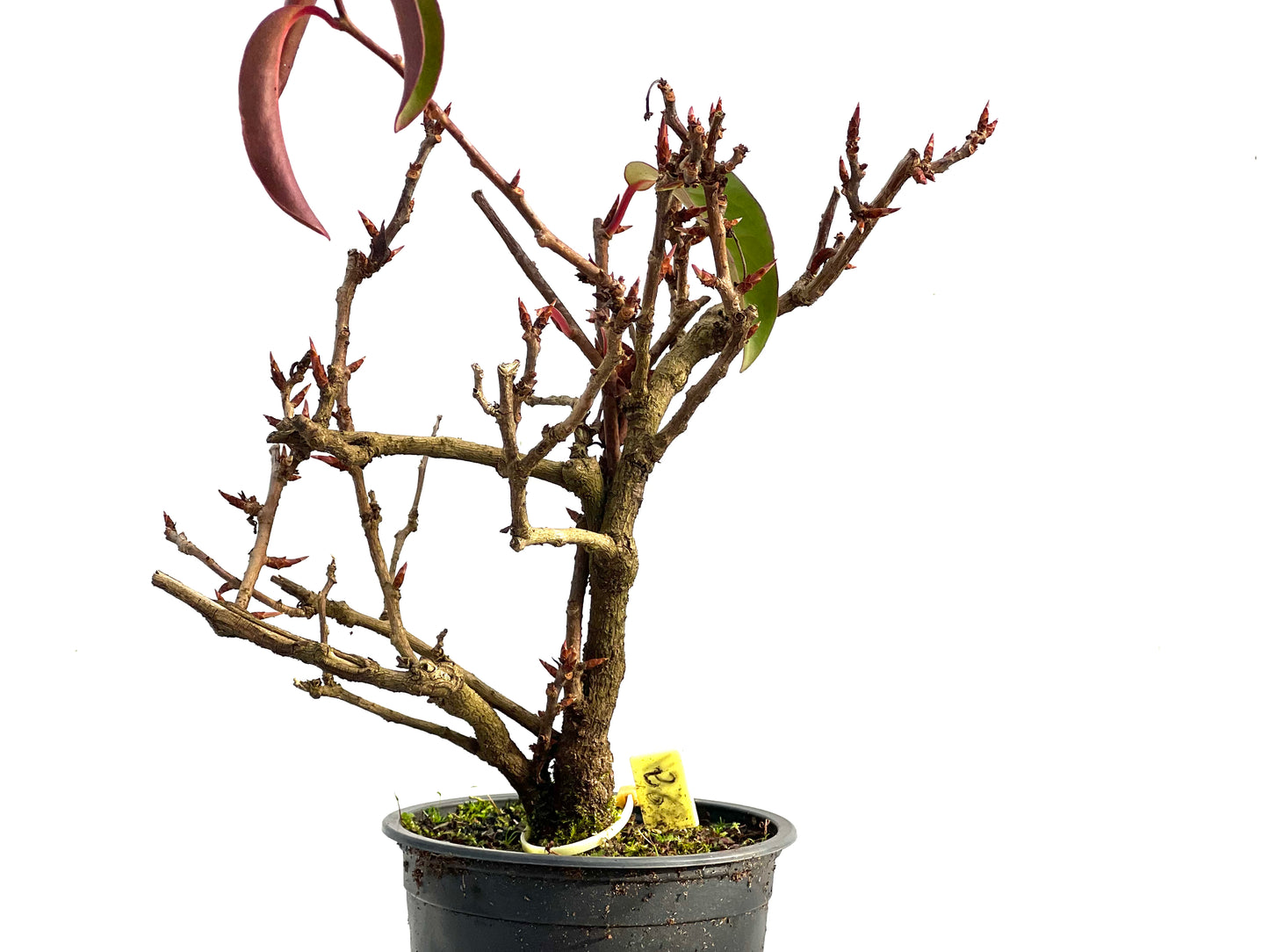 Kadsura Japonica 3584