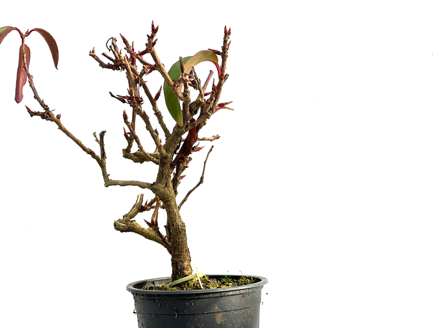 Kadsura Japonica 3584