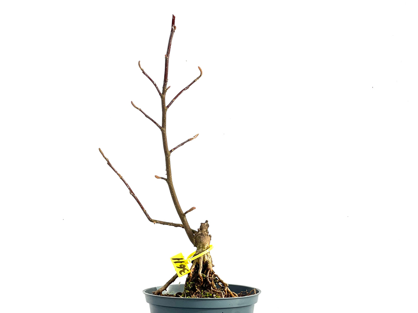 Magnolio 3611