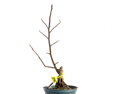 Magnolio 3611