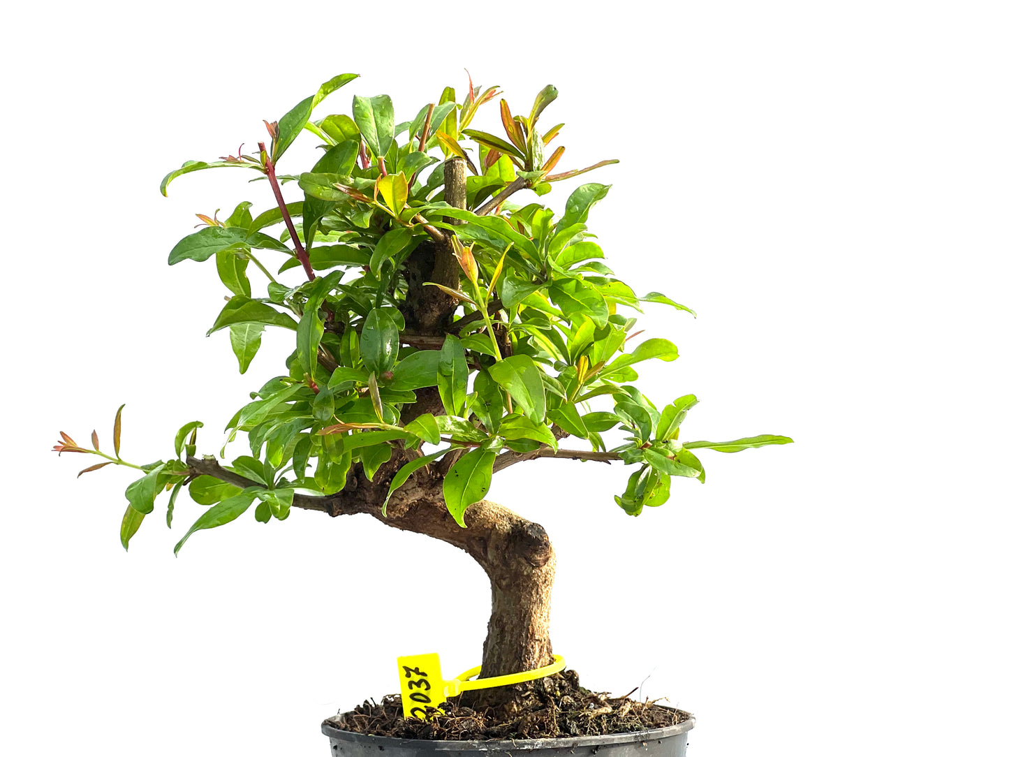 Punica Granatum Nejikan 2037