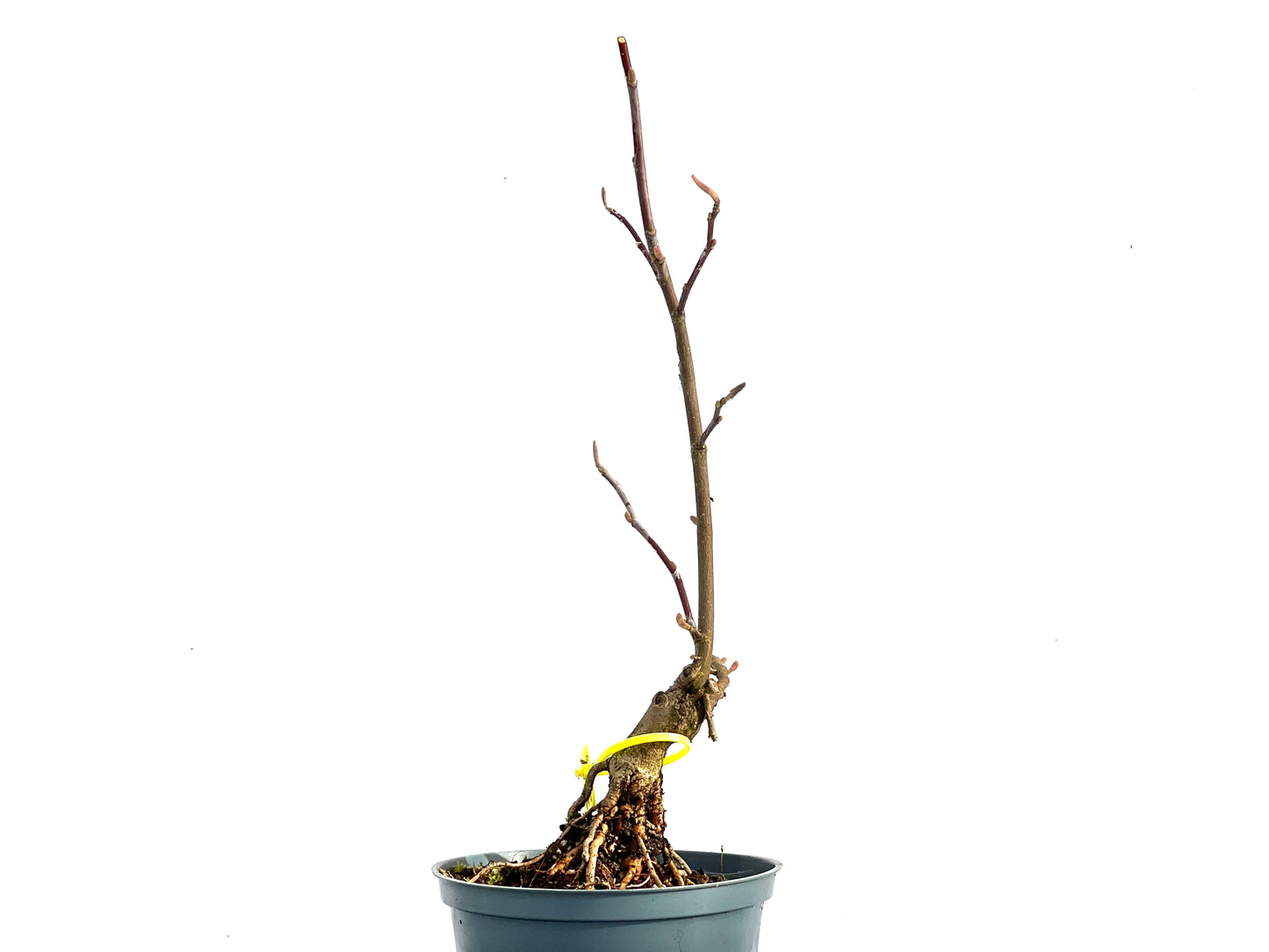 Magnolio 3611