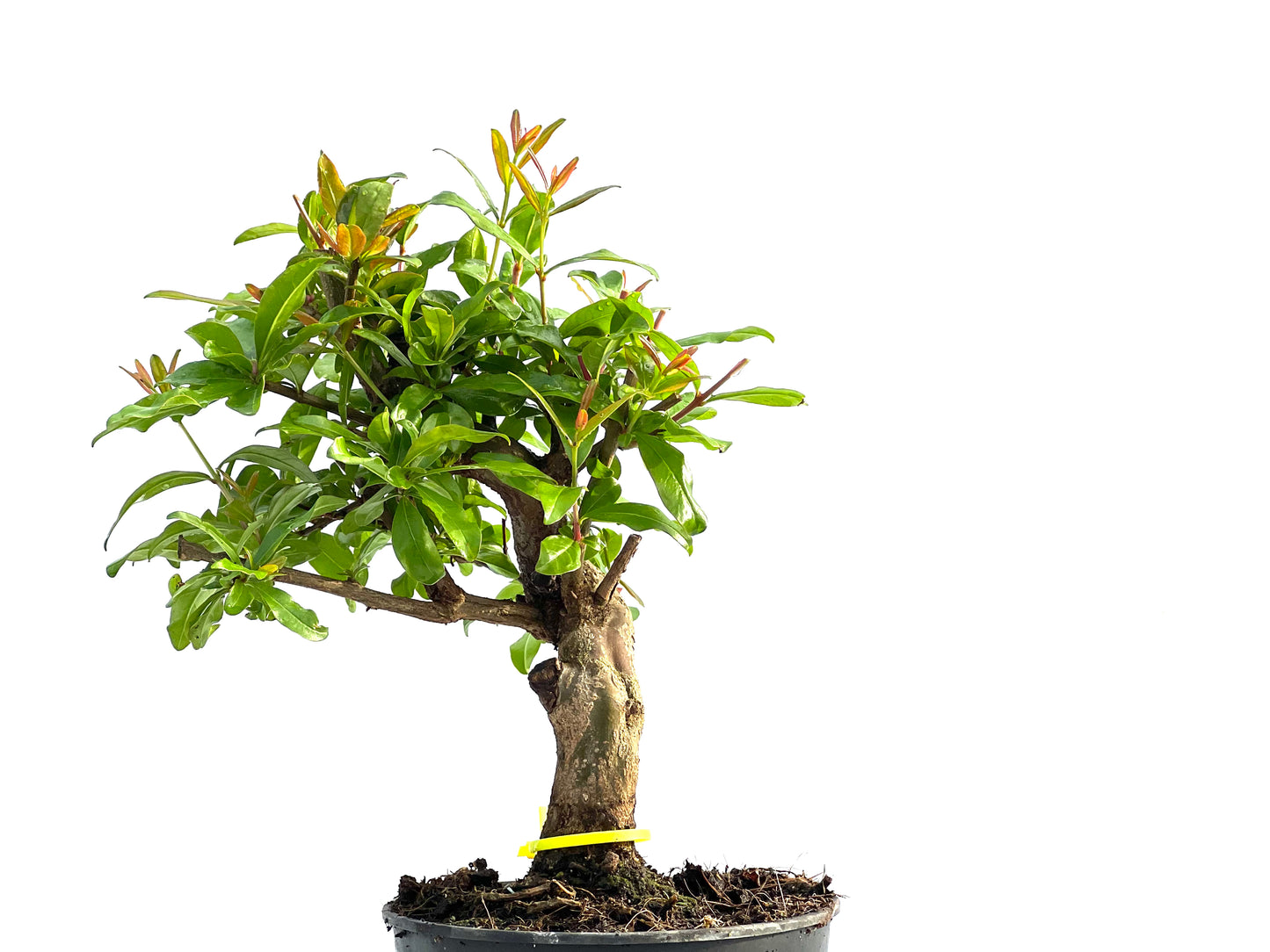 Punica Granatum Nejikan 2037