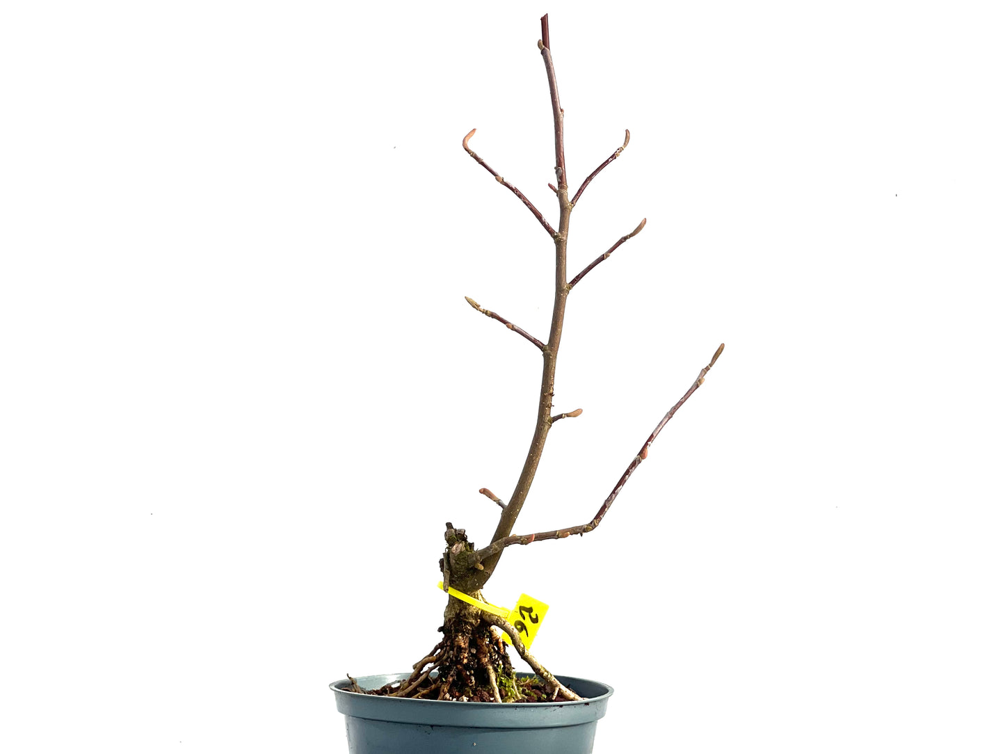 Magnolio 3611